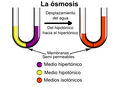 Osmose2-es