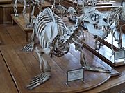 Otaria flavescens skeleton