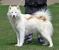 Perro esquimal canadiense 4