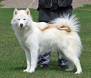 Archivo:Perro esquimal canadiense 4