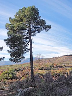 Pinus pinaster 20131229.jpg