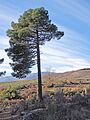 Pinus pinaster 20131229