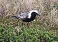 Pluvialis squatarola1