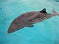 Porpoise