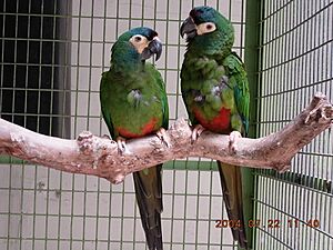 Archivo:Primolius maracana -two captive-8a (2)