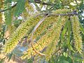 Prosopis laevigata - flowers