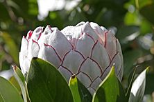 Archivo:Protea flower