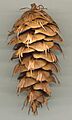 Pseudotsuga menziesii cone