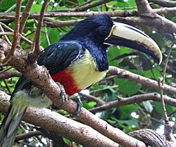 Pteroglossus aracari -Discovery Cove -USA-6.jpg