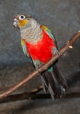 Pyrrhura perlata - Karlsruhe Zoo 02