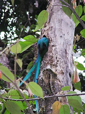 Archivo:Quetzal entering nest