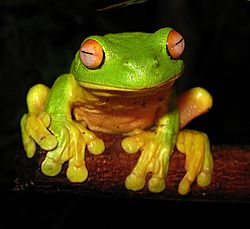Red-eyed Tree Frog - Litoria chloris edit1.jpg