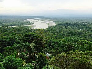 Archivo:Región amazónica 