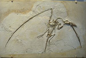 Archivo:Rhamphorhynchus muensteri - IMG 0675