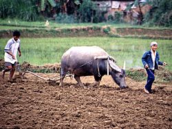 Archivo:Rice Cultivation Vietnam.1024x768