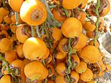 Archivo:Ripe fruit of Butia capitata on the vine