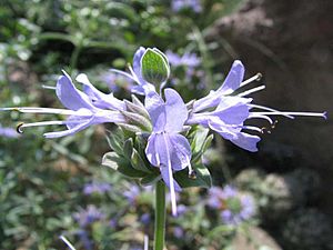 Archivo:Salvia clevelandii - jim sage - desc-flowers - status-rare