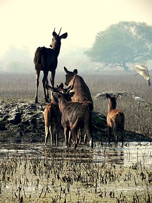 Archivo:Sambhars are common sight at Keoladeo Ghana National Park Bharatpur India