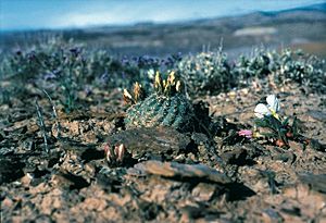 Archivo:Sclerocactus mesae-verdae fh 061 5 NM BB