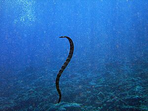 Archivo:Sea Snake Niue