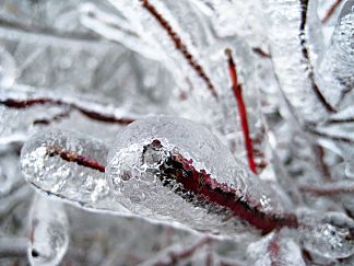 Archivo:Shrub Branch-Ice Storm-Dec 2007-St Jo MO