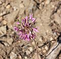 Sierra onion Allium campanulatum close
