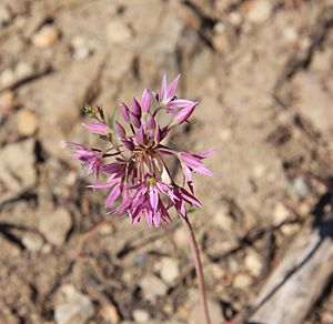 Archivo:Sierra onion Allium campanulatum close