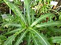 Sonchus congestus - Berlin