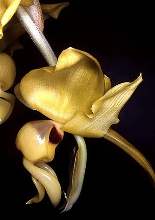 Stanhopea warszewicziana Orchi 02