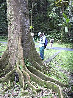 Archivo:Starr 030807-0061 Elaeocarpus grandis
