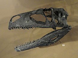 Archivo:Tanycolagreus topwilsoni skull cast - Natural History Museum of Utah - DSC07224
