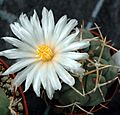 Thelocactus hexaedrophorus flower