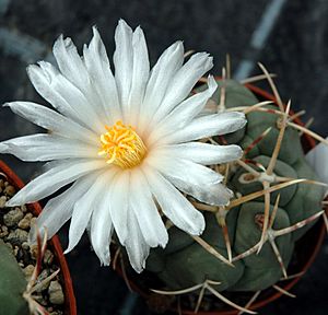 Archivo:Thelocactus hexaedrophorus flower