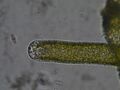 Vaucheria sp thallus 04