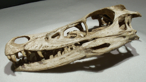 Archivo:Velociraptor MPC-D 100 54 skull (1)