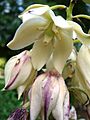 Yucca-aloifolia-20071002-2