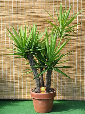 Archivo:Yucca gloriosa in clay pot