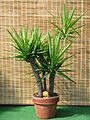 Yucca gloriosa in clay pot
