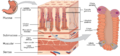 2415 Histology of StomachN esp