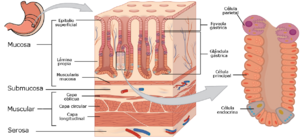 Archivo:2415 Histology of StomachN esp