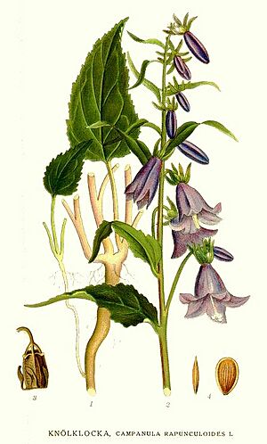Archivo:55 Campanula rapunculoides