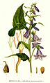 55 Campanula rapunculoides