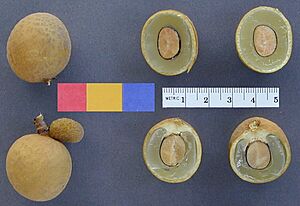 Archivo:ARS longan 13