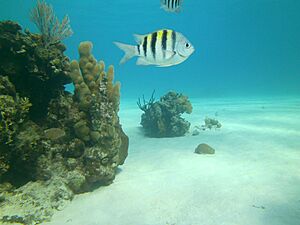 Archivo:Abudefduf saxatilis - Bay of Pigs - Cuba
