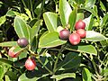Acokanthera oppositifolia, vrugte, Ou Fort, Durban