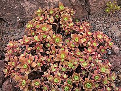 Aeonium decorum P1050445.JPG