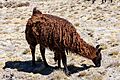 Alpaca (Vicugna pacos), Laguna de Salinas, Arequipa, Perú, 2015-08-02, DD 43