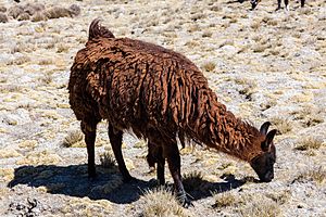 Archivo:Alpaca (Vicugna pacos), Laguna de Salinas, Arequipa, Perú, 2015-08-02, DD 43