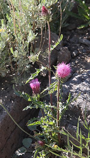 Archivo:Andersons thistle Cirsium andersonii plant
