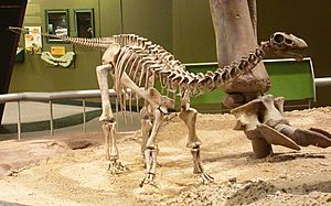 Archivo:Baby Apatosaurus OMNH